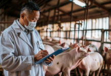 Xu hướng chăn nuôi lợn 2025: Thách thức và cơ hội