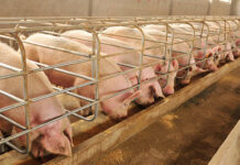 Hướng dẫn quy trình nuôi lợn hậu bị đạt năng suất cao cham-soc-lon-nai