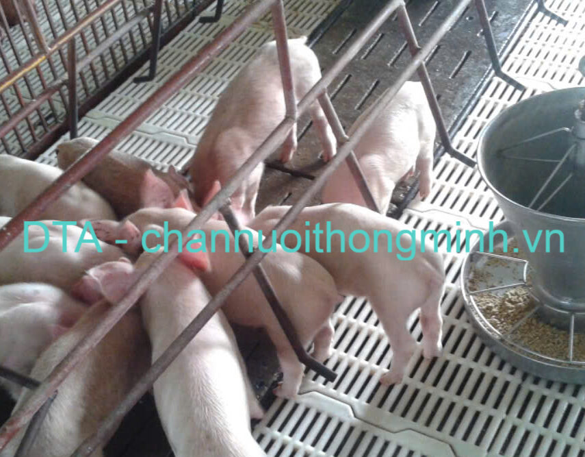 phan-mem-quan-ly-trai-heo