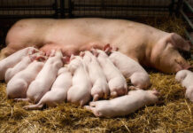 Những bệnh thường gặp ở heo nái và cách phòng ngừa heo-con-cai-sua