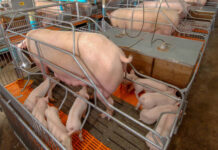 Thiếu khoáng chất – Nguy cơ lớn với khả năng sinh sản của lợn nái nganh-cong-nghiep-lon