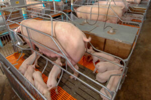 nganh-cong-nghiep-lon