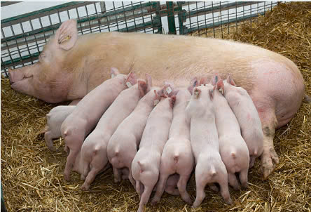 ky-thuat-chan-nuoi-lon-nai