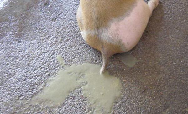 Heo con bị tiêu chảy