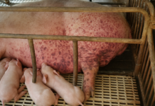 Bệnh tụ huyết trùng lợn: Triệu chứng và cách phòng bệnh Ảnh minh họa: Lợn nái bị xuất huyết đỏ tím dưới da – dấu hiệu điển hình khi mắc bệnh tụ huyết trùng.