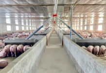 Tái đàn lợn an toàn sau dịch bệnh – Phục hồi đàn nhanh