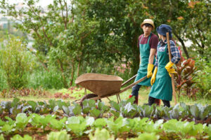 Ảnh minh họa :Nông dân sử dụng phân hữu cơ từ chất thải chăn nuôi tại trang trại lợn tuần hoàn