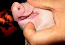 Cắt đuôi và mài răng cho heo con – Kỹ thuật nhỏ, lợi ích lớn be-rang-nanh-heo-con-bang-kim-chuyen-dung.jpg