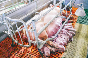 Heo nái sau sinh chăm con trong chuồng đẻ, phục hồi sức khỏe và chuẩn bị lên giống trở lại