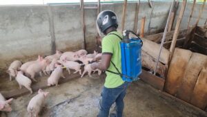 Phun thuốc sát trùng và rắc vôi phòng dịch cho heo sau lũ