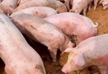 Phòng bệnh cho heo sau lũ: 5 nguy cơ và cách xử lý hiệu quả Đàn heo đứng trong chuồng sau lũ, cần vệ sinh và khử trùng để phòng bệnh heo sau lũ.