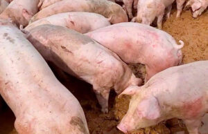 Đàn heo đứng trong chuồng sau lũ, cần vệ sinh và khử trùng để phòng bệnh heo sau lũ.